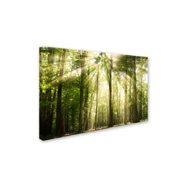 PIPA Fine Art 'Sunrays Through Treetops' Canvas Art,16x24